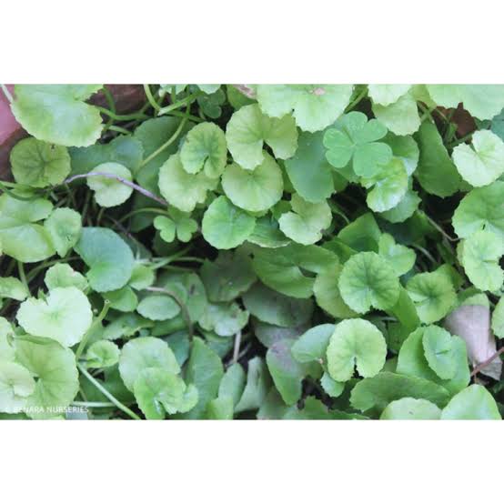 Centella Asiatica